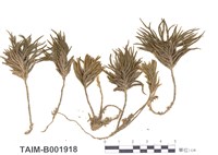 藏品(美國萬年苔)的圖片